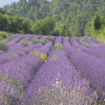 champs de lavandes